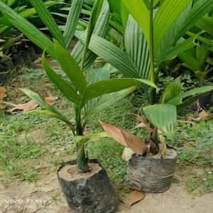Areca Nut Plants