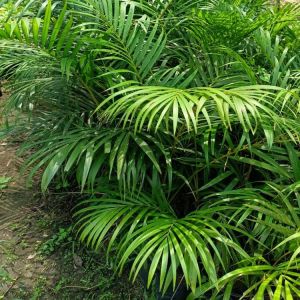 Areca Palm Plants