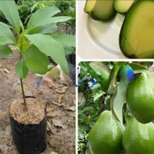 Avocado Plants