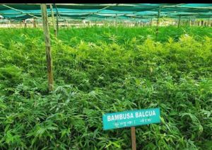 Tissue Culture Bambusa Balcooa Plant