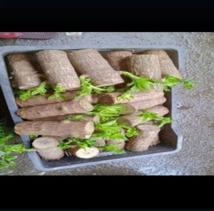 Brazilian Lucky Wood