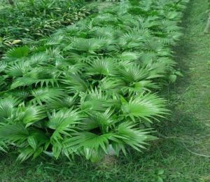 Chinese Fan Palm Plant