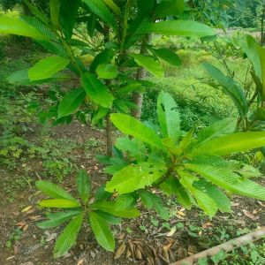 Elephant Apple Plants