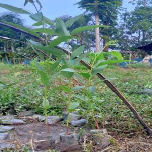 Eucalyptus Nilgiri Plants