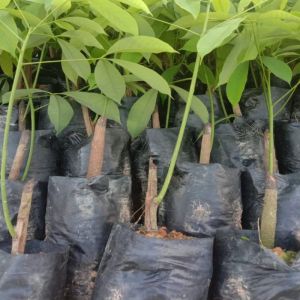 Grafted Rubber Plants