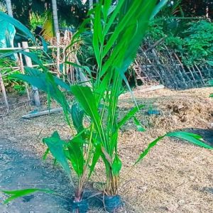 Green Palm Oil Plant