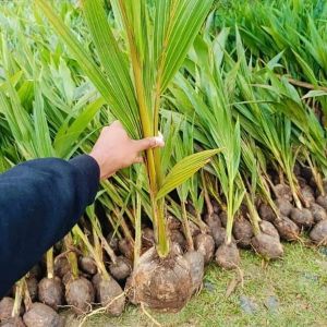 Hybrid Coconut Plants