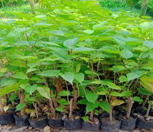 Hybrid Mulberry Fruit Plant