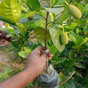 Jackfruit Plants