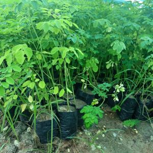 Moringa Plants