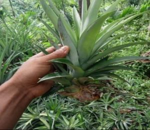Queen Pineapple Plant