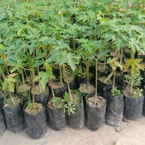Red Lady Papaya Plants