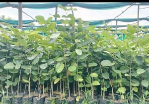 Red Sandalwood Plant