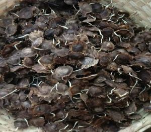 Red Sandalwood Seeds