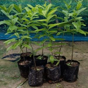 Sandalwood Plants