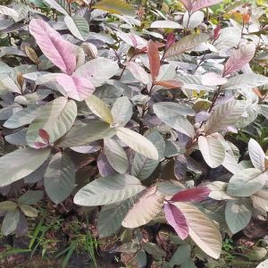 Seedling Guava Plants