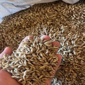 Strictus Bamboo Seeds