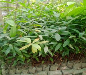 Terminalia Arjuna Plant