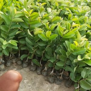 Thai Red Guava Plants