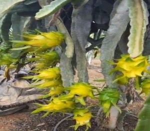 Yellow Dragon Fruit Plant