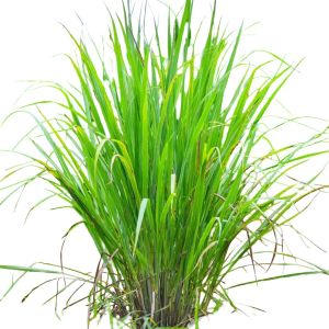 Fresh Lemon Grass