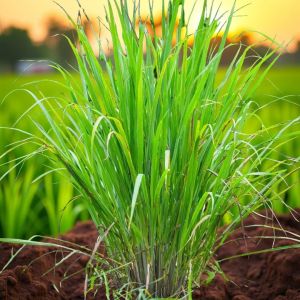 Fresh Lemon Grass