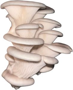 Fresh Oyster Mushroom