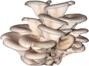 Fresh Oyster Mushroom