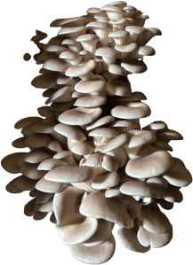 Fresh Oyster Mushroom