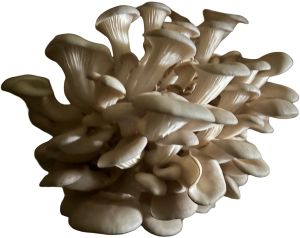 Fresh Oyster Mushroom
