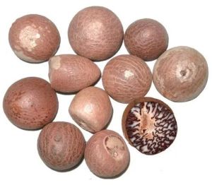 Dried Areca Nut