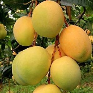 Alphonso Mango Pulp