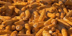 yellow maize