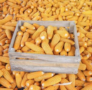 Yellow Maize