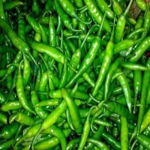 Fresh Long Green Chilli Fresh Long Green Chilli