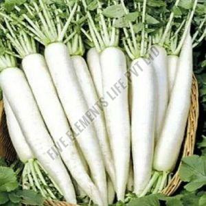 A Grade Fresh Radish