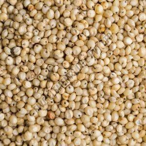 A Grade Sorghum Seeds