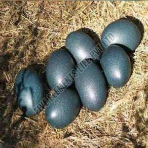 Black Kadaknath Chicken Egg