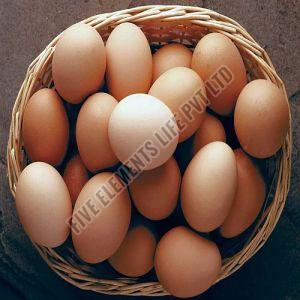 Brown Poultry Duck Egg