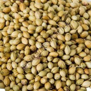 Dried Coriander Seeds