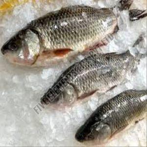 Frozen Catla Fish