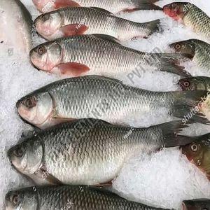 Frozen Rohu Fish