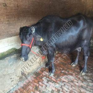 Live Black Murrah Buffalo