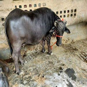 Live Nili Ravi Buffalo