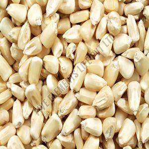 White Corn Seeds