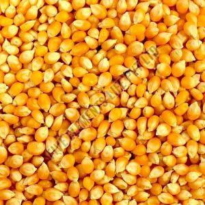 Yellow Corn Seeds