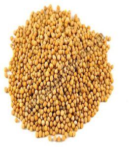 Yellow Mustard Seeds