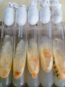 Culture Seed Cordyceps Militaris