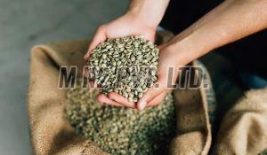 Dried Green Coffee Beans