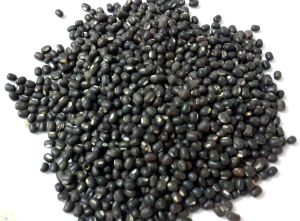 Indian Urad Dal